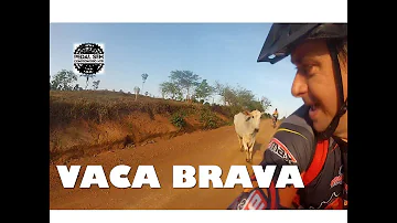 Como saber se a vaca vai atacar?
