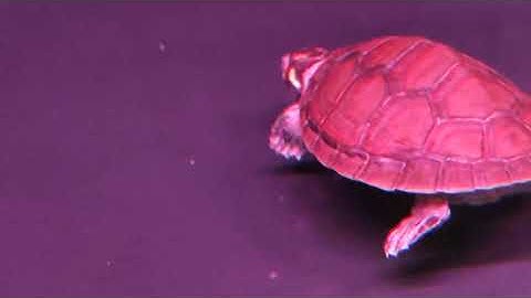 Rùa Ninjia ở chung bể với cá Rồng