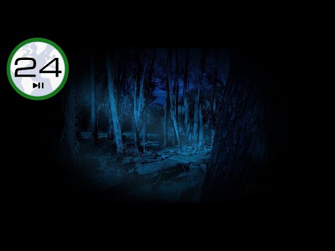 Sonido de GRILLOS para Dormir ⬛🦗 PANTALLA NEGRA. Sonidos Nocturnos: Canto de Grillos en el Bosque