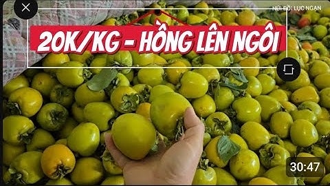 20k/Kg Hồng Bà Con Còn Vườn Hồng  Vui Như Tết l Núi Đồi Lục Ngạn 