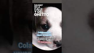 colaboración con perro rando 🔥