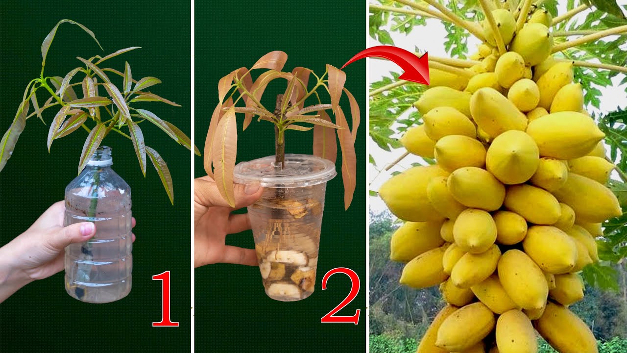 Two methods of propagating mangoes without soil and using simple
