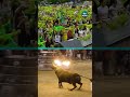 Bull with balls of fire attached to horns cries in fear during Spanish festival #spain #valencia