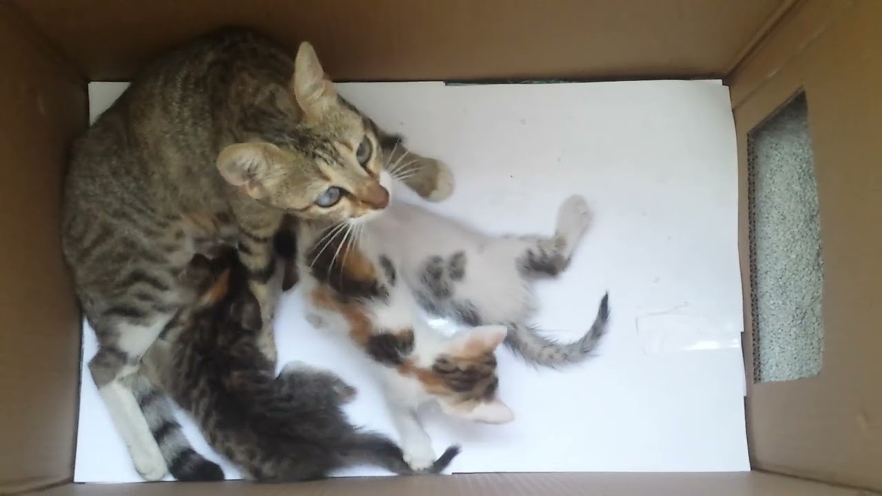 Mom cat grooming and cleaning her baby kittens
