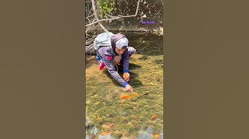 Cá Lớn - bắt Cá Rô Cam ẩn nấp dưới rêu 😱 #khacthuyvlogg