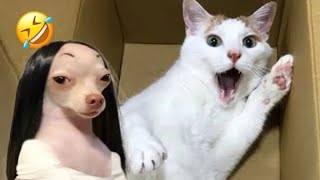 Funny Dogs And Cats Videos 2024 😅- Best Funnies Animal Videos #7