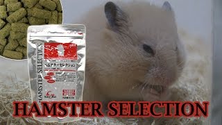 ハムスターの主食ハムスターセレクションを食べるハムスター【Hamster food】HAMSTER SELECTION