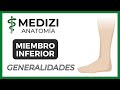 Anatomía Miembro Inferior (MMII) - Generalidades [NUEVA VERSIÓN]