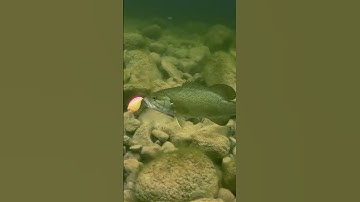 Realis Crank 48MR Kabuki = Smallie Candy