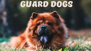 Top 8 Most Protective Dogs by Pet Room 1,736 views 1 year ago 4 minutes, 4 seconds