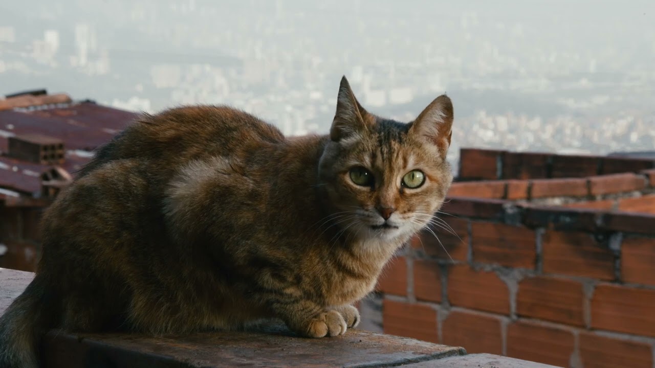 Fragilidad -Documental de Ensayo.