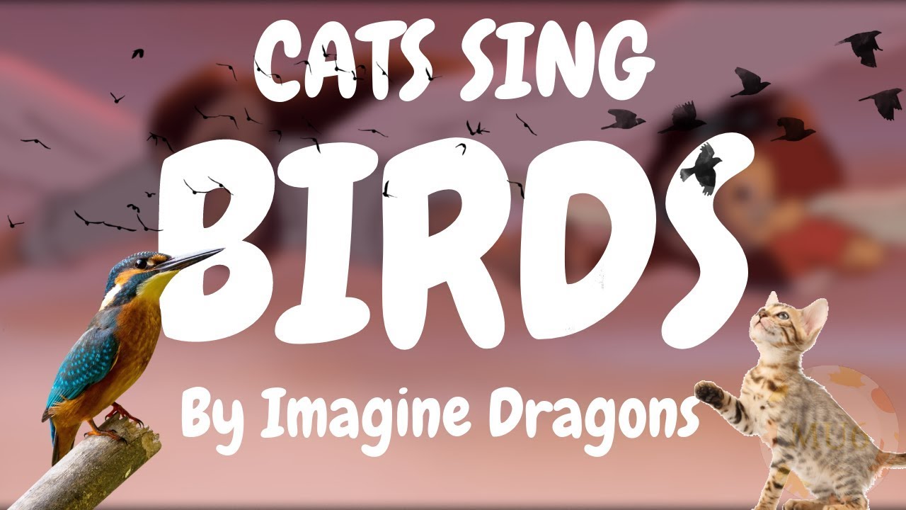 Cats can sing. Cats Covers.