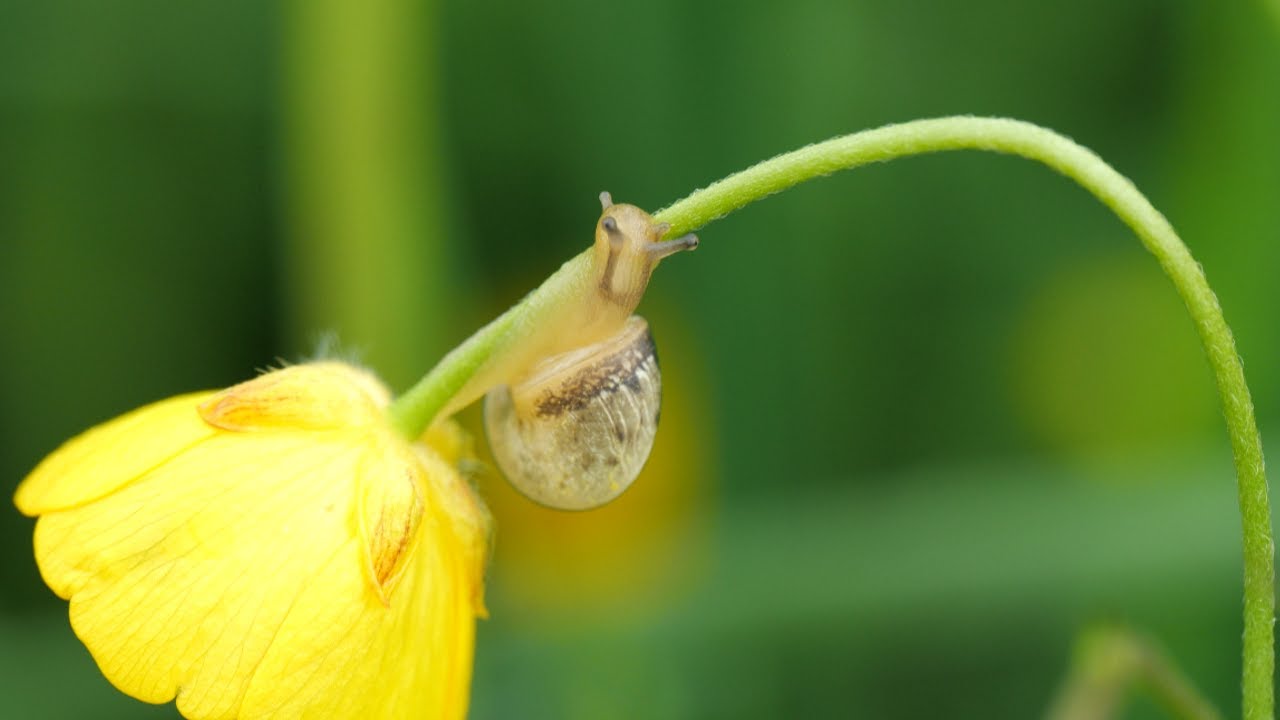 olympus-90mm-a-new-world-of-detail-youtube