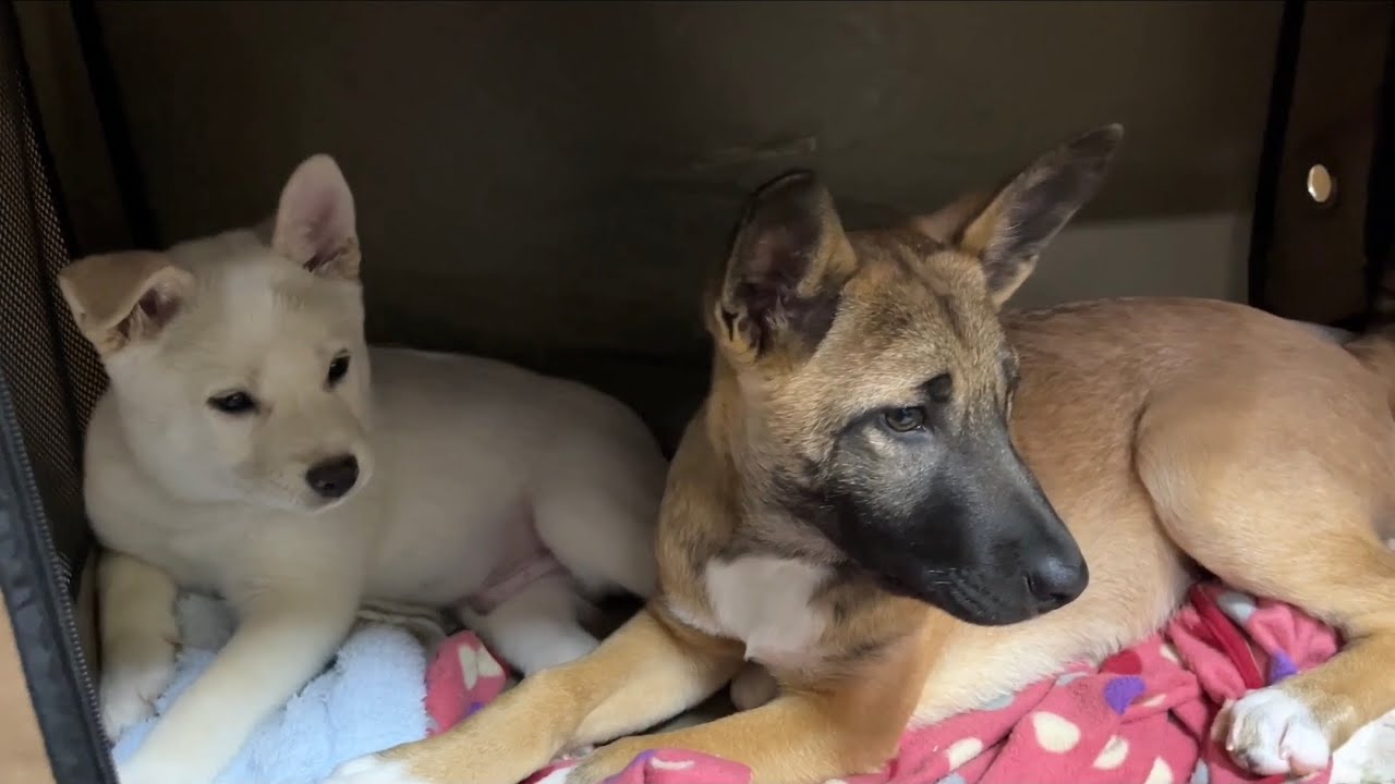 Fights Between ExStray Puppies and Rescued Puppies💦😭💕/ Love While ...