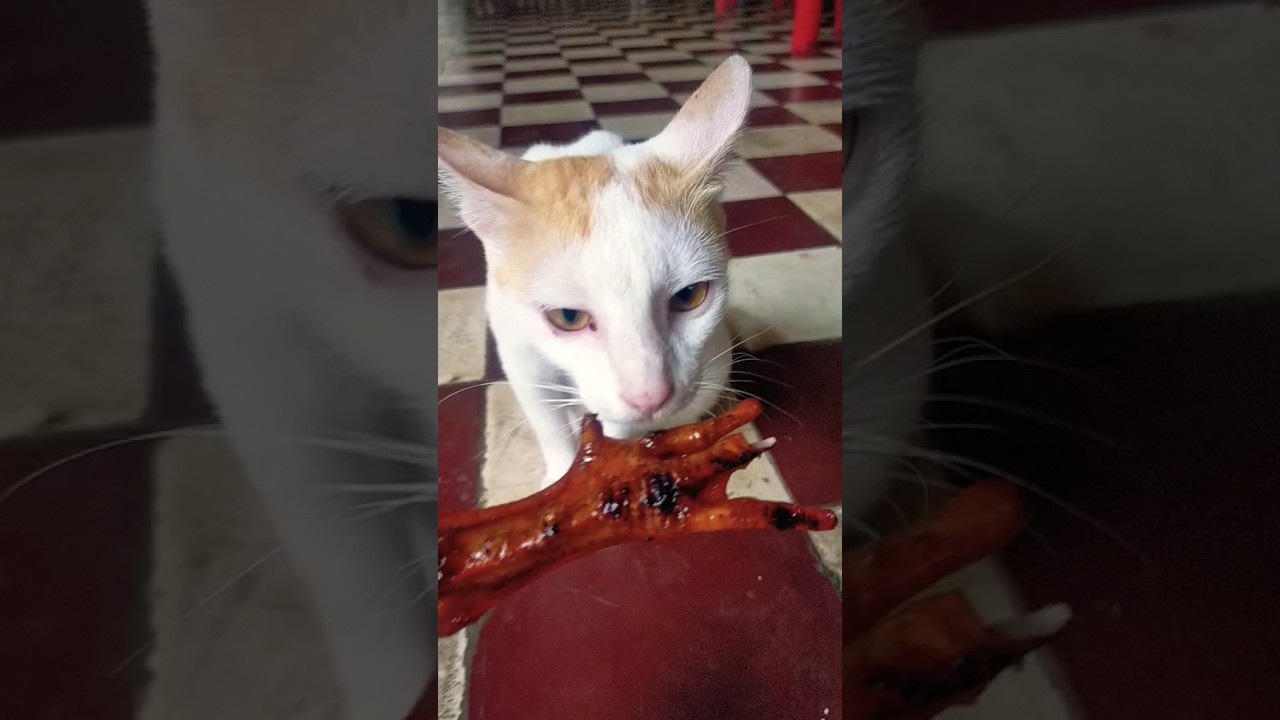 Moi Moi is eating roast chicken legs 