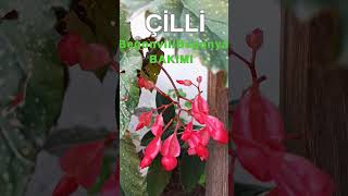 ÇİLLİ BEGONYA -BEGONVİL BAKIMI ve ÇOĞALTMA #begonya #begonvil
