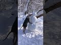 Dogs of instagram  brown dog eats carrot off of snowman in woods