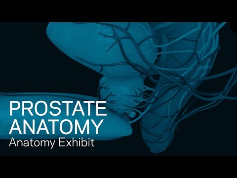 Prostate Anatomy - Anatomical Animation