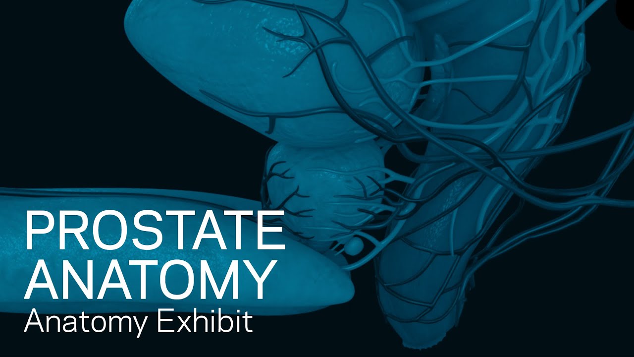 Prostate Anatomy - Anatomical Animation - YouTube