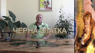 видео: ЧЕРНА ЗЛАТКА / Вредител, който унищожава дърветата! Химични и биологични средства за борба, с нея. картинка: ЧЕРНА ЗЛАТКА / Вредител, който унищожава дърветата! Химични и биологични средства за борба, с нея.