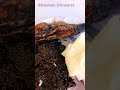 ЁЯШШdelicious ЁЯШШdelicious