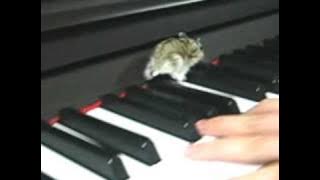 Little Hamster on the Piano