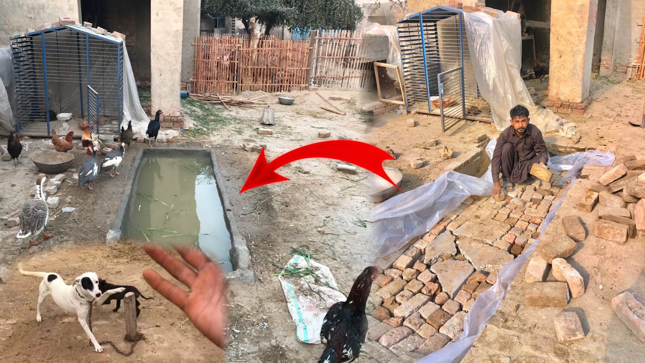 Duck 🦆 Poole Upgrading Start💪|| Dog 🐕 Par Ban lag gia