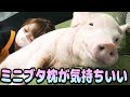 【ミニブタ】快適ブタ枕完成　つくねくん抱き枕が気持ちいい (♂tukune)The pig pillow is comfortable