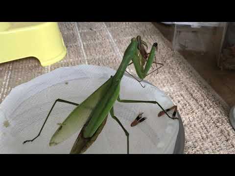 [自然の摂理]片カマオオカマキリの捕食