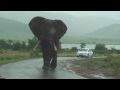 Big Big Big Elephant Walks By Our Car on Safari