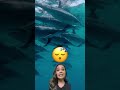 Swimmers harrasing dolphins in Hawaii | LX News