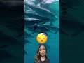 Swimmers harrasing dolphins in Hawaii | LX News