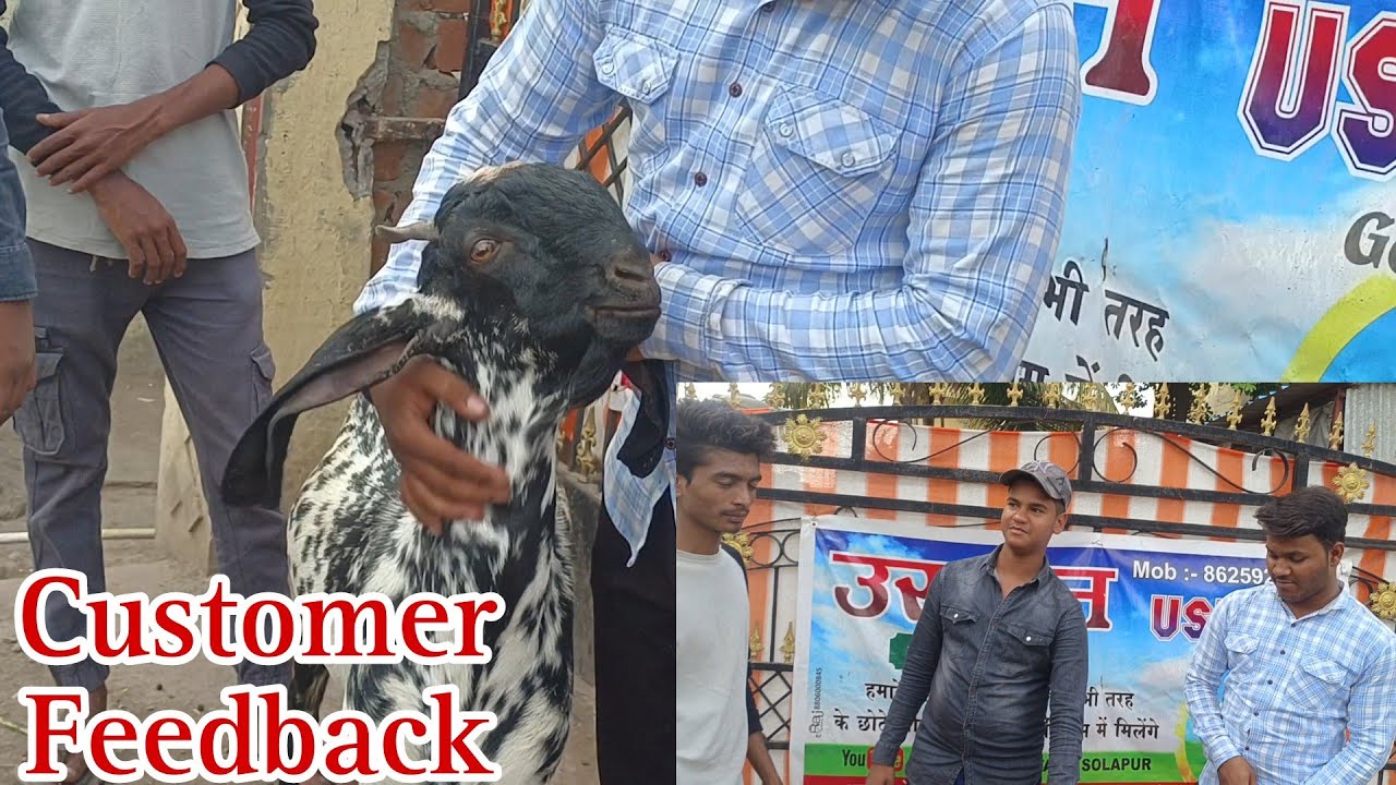 Customer Feedback | Qurbani Goat's Available | Usman Goats Farm Solapur ...
