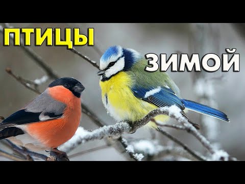 Птицы зимой (25 видов) и их зимние голоса (Птицы России) / Фильм 66