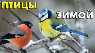 Птицы зимой (25 видов) и их зимние голоса (Птицы России) / Фильм 66