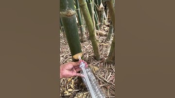 Phần 152 | Lấy nước trong thân cây tầm vông tập 1