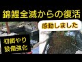 【錦鯉全滅からの復活】初餌やり感動しました。　自宅池　アクアリウム　Amazing Koi　ปลาคราฟ　大型水槽　#錦鯉　飼育　濾過槽　diy　当歳