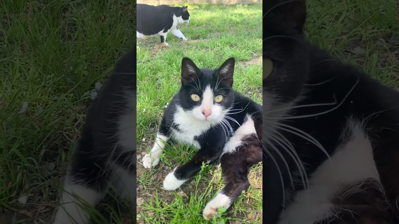 Eye competition with cat