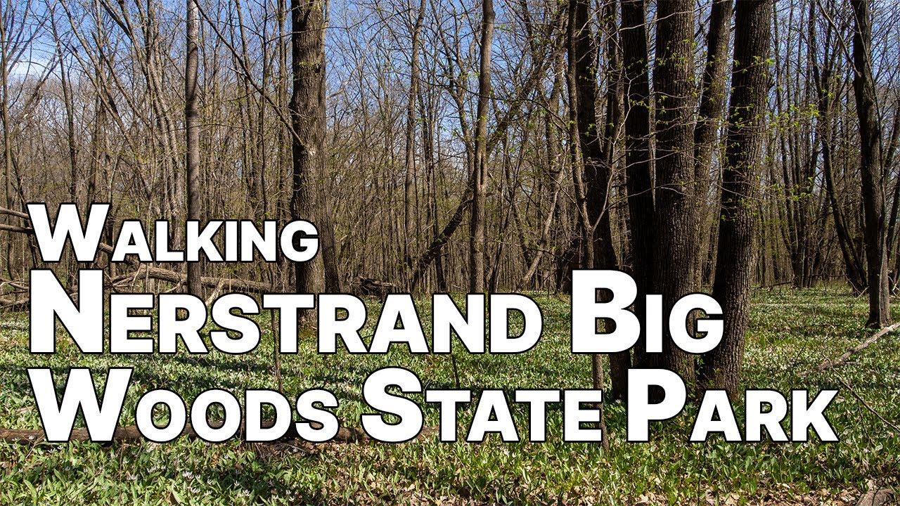 Walking the Big Woods in Nerstrand Big Woods State Park, Northfield, MN