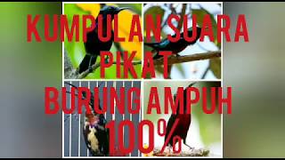 Suara pikat burung terbaru dijamin ampuh2019