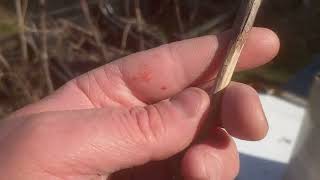 Zdrave Sadnice, Kako Prepoznati