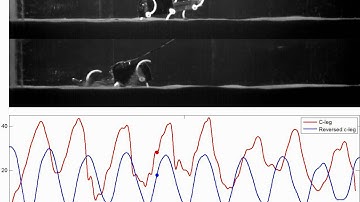 Legged Robot Running on Granular Media - Experiment