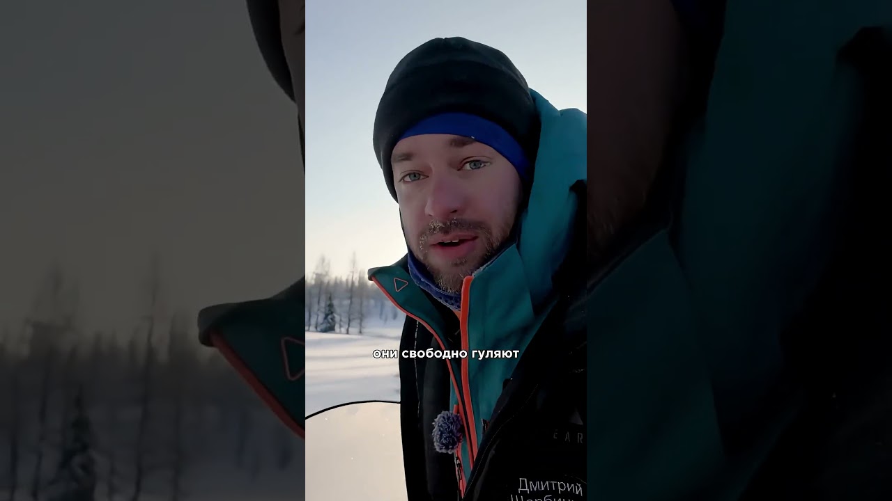 Как оленеводы пасут оленей 