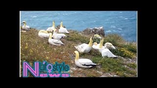 Nigel the gannet dies alone after living years with concrete decoys