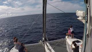 Whale watching