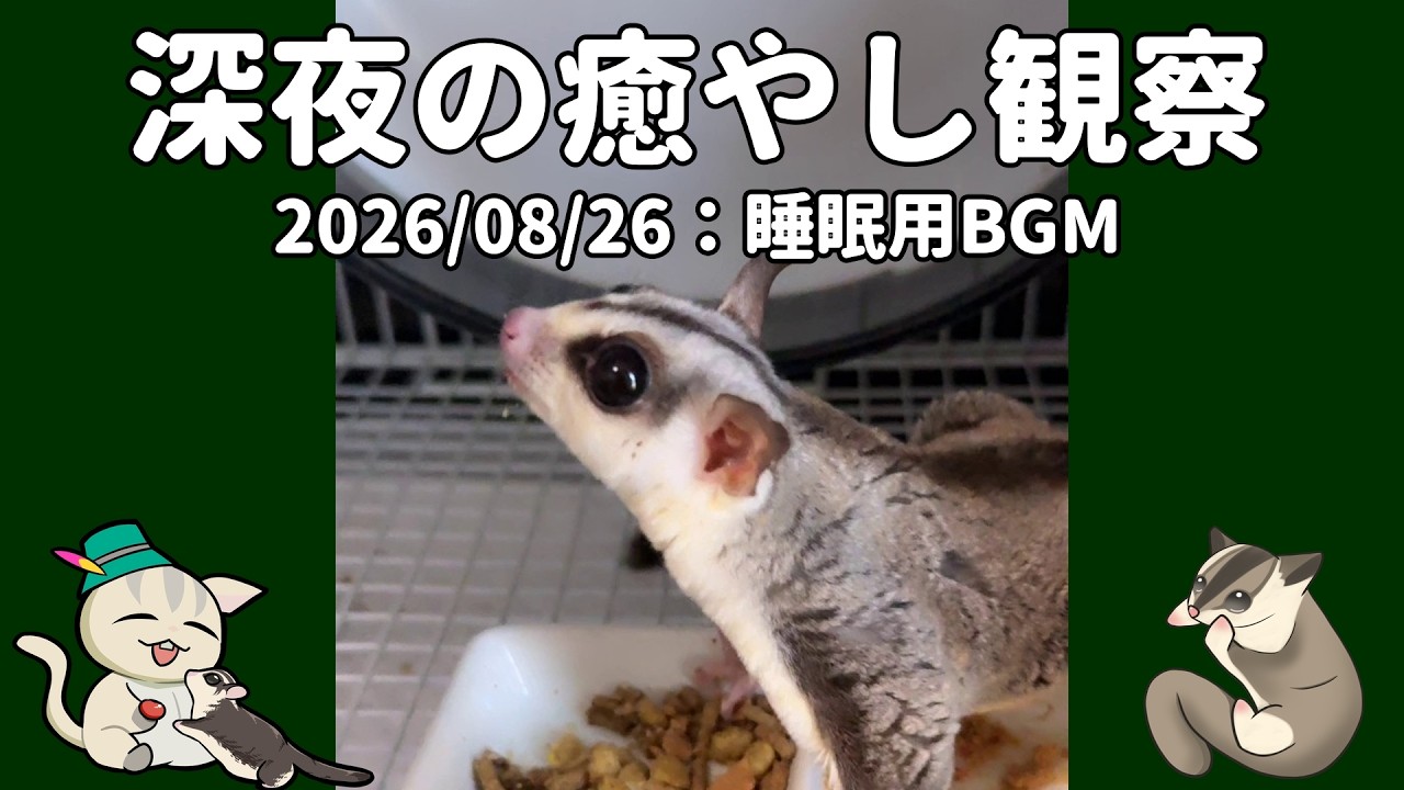 lo-fi Hip-Hop】深夜観察2026/08/26 Late-Night Sugar Glider Care
