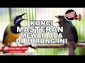 #1 🔴 Pukulan Hancurkan Musuh Nembak Nembak Cucak Cungkok vs Srigunting Gacor❗️