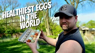 These Are THE HEALTHIEST Eggs In The World | REAL Backyard Free Range Eggs | Backyard Chickens