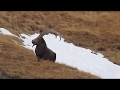 Hunting in Kyrgyzstan for Mid Asian Ibex