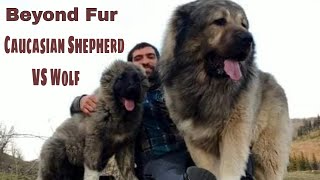 Caucasian Shepherd vs Wolf (Wolf Fighting Technique)